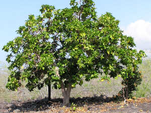 copac-noni